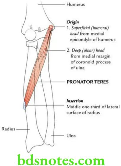 Upper Limb Forearm Origin and insertion of pronator teres