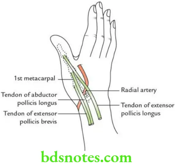 Upper Limb Hand Boundaries and contents of anatomical snuffbox