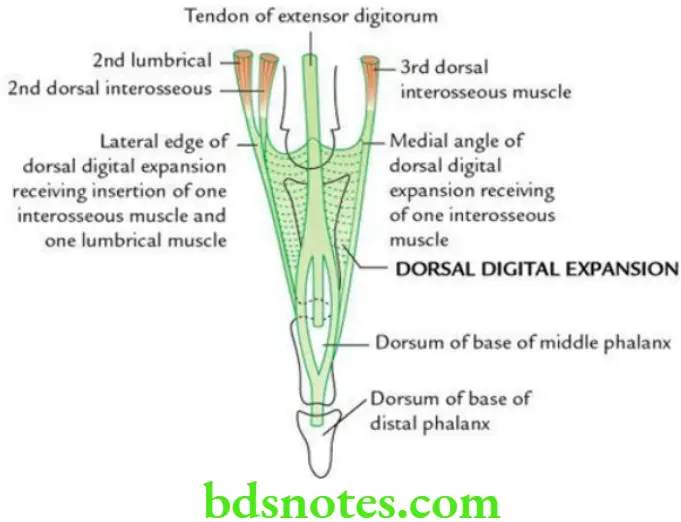 Upper Limb Hand Dorsal digital expansion of left middle finger and insertion of lumbricals and interossei into it