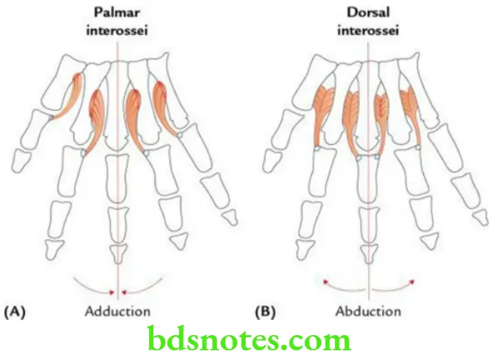 Upper Limb Hand Interosseous muscles