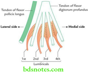 The Hand Anatomy Bones Blood Supply Muscles Notes - BDS Notes