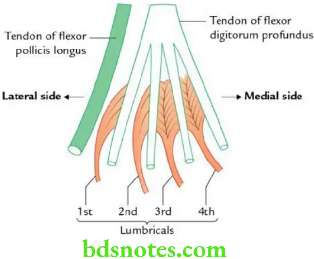 Upper Limb Hand Lumbrical muscles