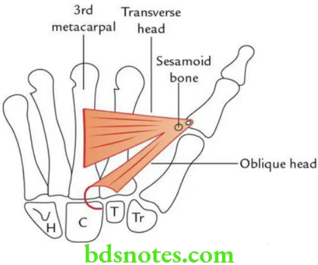 Upper Limb Hand Origin and insertion of adductor pollicis muscle