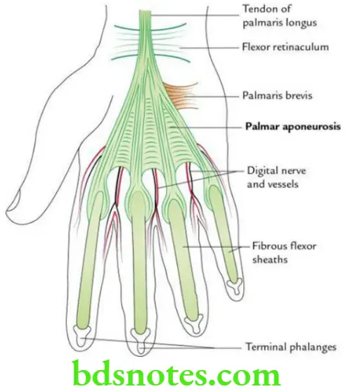 Upper Limb Hand Palmar aponeurosis