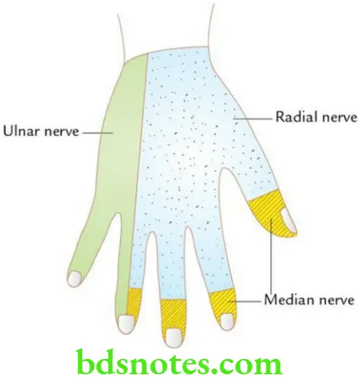 Upper Limb Hand Sensory innervation of dorsal aspect of the hand