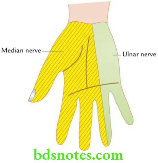 Upper Limb Hand Sensory innervation of palmar aspect of the hand