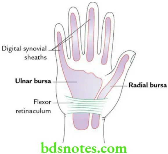 Upper Limb Hand Synovial sheaths of long flexor tendons of thumb and fingers