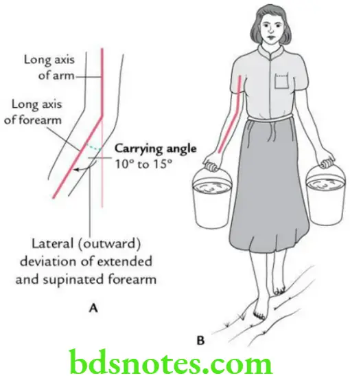 Upper Limb Joints of the upper limb Carrying angle