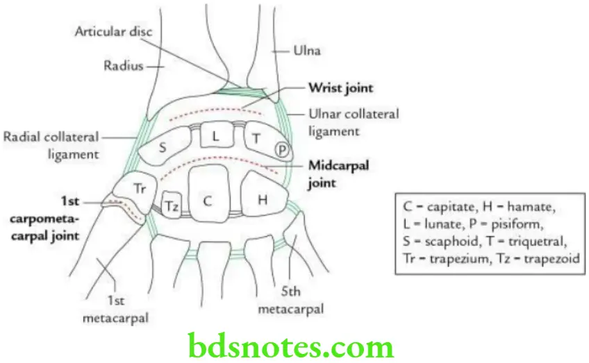 Upper Limb Joints of the upper limb Coronal section through wrist region