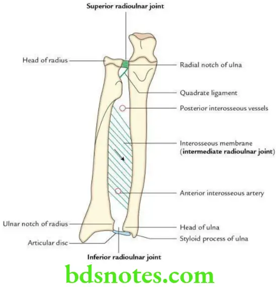 Upper Limb Joints of the upper limb Interosseous membrane