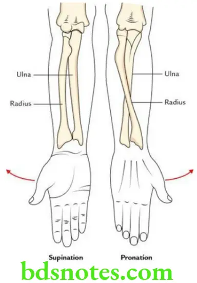 Upper Limb Joints of the upper limb Movements of supination and pronation 1