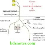 Upper Limb Nerves of the upper limb Axillary nerve and its main branches