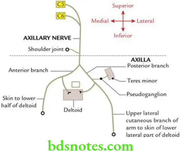 Upper Limb Nerves of the upper limb Axillary nerve and its main branches
