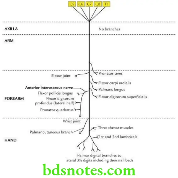Upper Limb Nerves of the upper limb Median nerve and its main branches