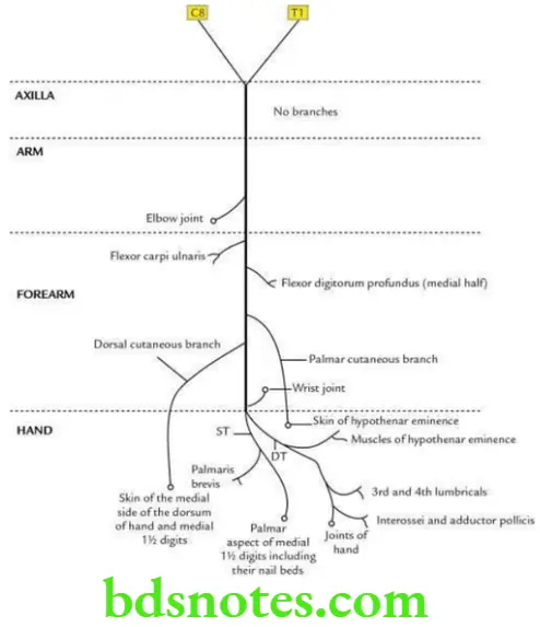 Upper Limb Nerves of the upper limb Ulnar nerve and its main branches