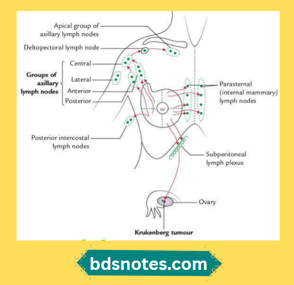 Upper Limb Pectoral Lymphatic Drainage