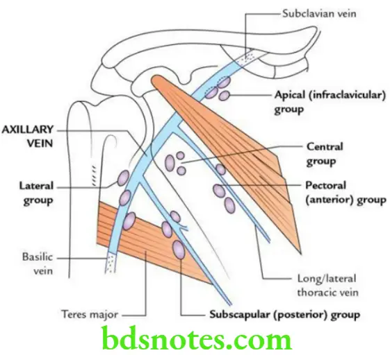 Upper Limb Pectoral region and axilla Axillary vein and axillary lymph nodes