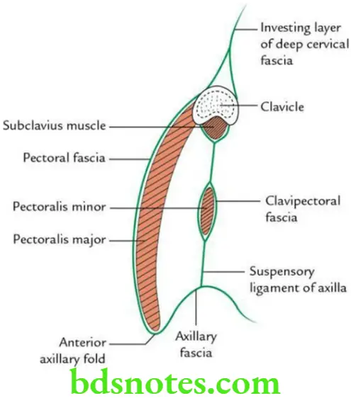 Upper Limb Pectoral region and axilla Clavipectoral fascia as seen in sagittal section of anterior axillary wall