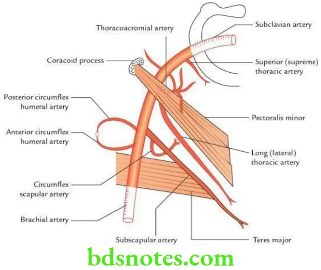 Upper Limb Pectoral region and axilla Course and branches of axillary artery