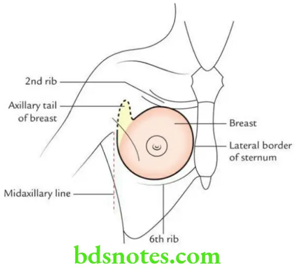 Upper Limb Pectoral region and axilla Location and extent of breast