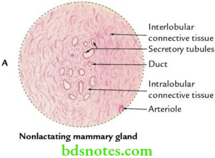 Upper Limb Pectoral region and axilla Microscopic structure of the mammary gland 1