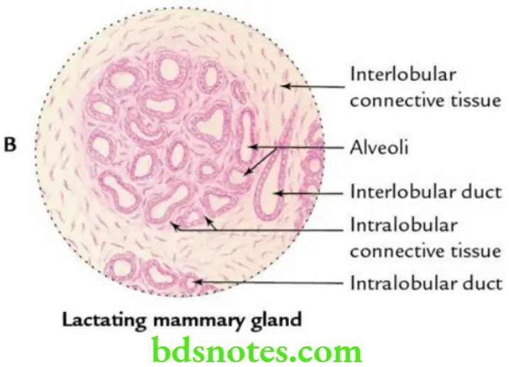 Upper Limb Pectoral region and axilla Microscopic structure of the mammary gland 2