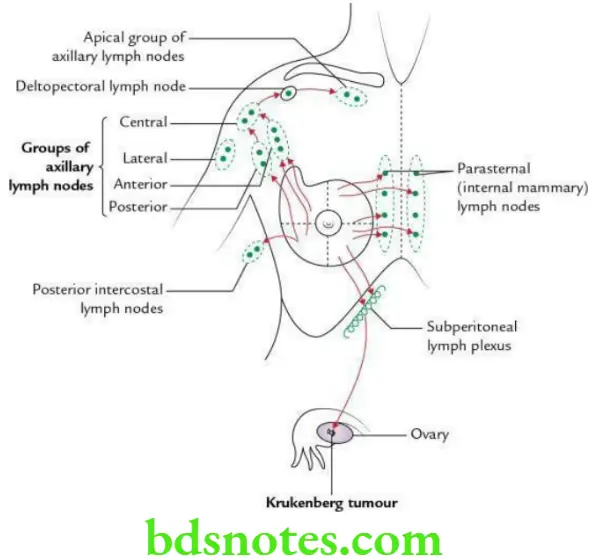 Upper Limb Pectoral region and axilla Mode of lymphatic drainage of the breast