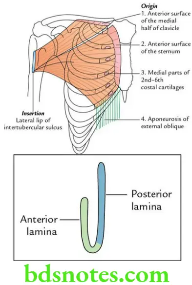 Upper Limb Pectoral region and axilla Origin and insertion of pectoralis major muscle