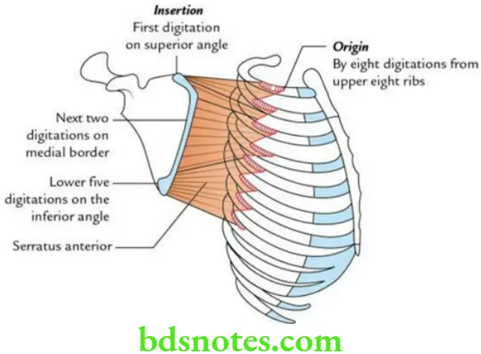 Upper Limb Pectoral region and axilla Origin and insertion of serratus anterior muscle