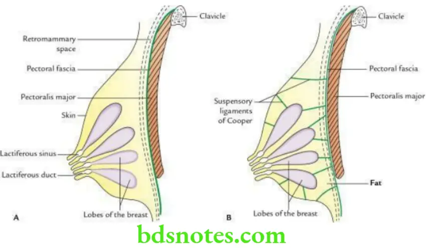 Upper Limb Pectoral region and axilla Structure of the breast