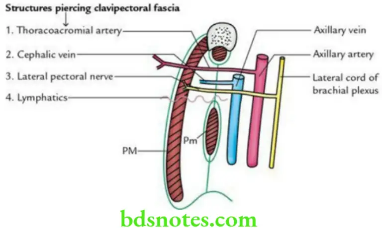 Pectoral Region And Axilla Notes - BDS Notes