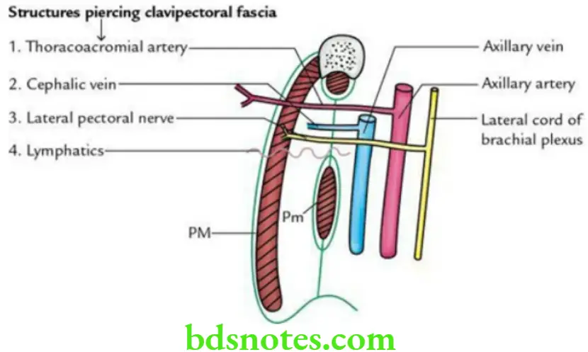 Upper Limb Pectoral region and axilla Structures percing clavipectoral fascia