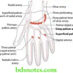 Upper Limb Vessels of the upper limb Superficial and deep palmar arterial arches