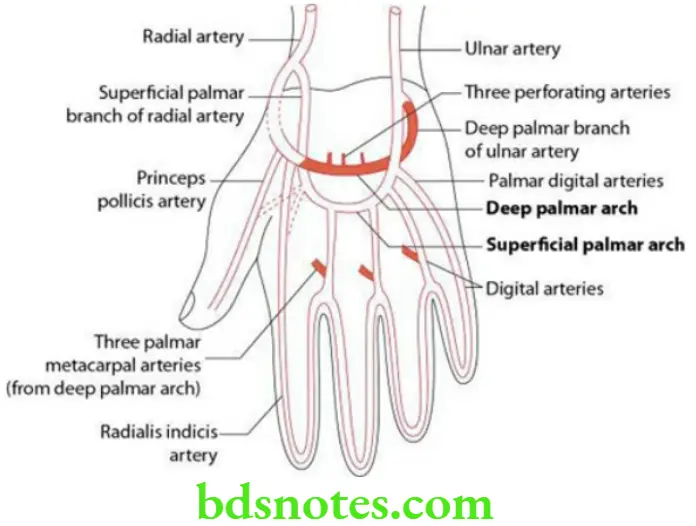 Upper Limb Vessels of the upper limb Superficial and deep palmar arterial arches