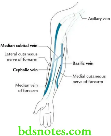 Upper Limb Vessels of the upper limb Superficial veins on the front of upper limb
