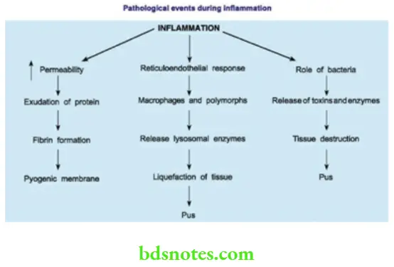 Acute Infections Pathological events during inflammation