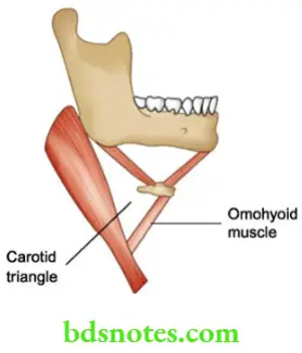 Examination of Swellings, Tumours, Cysts and Neck Swelling Carotid triangle