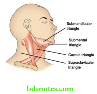 Examination of Swellings, Tumours, Cysts and Neck Swelling Triangles of the neck
