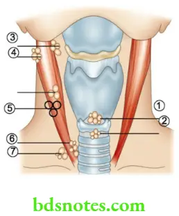 Examination of Swellings, Tumours, Cysts and Neck Swelling Vertical group of lymph nodes