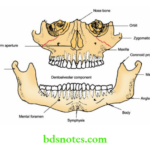 Fracture Principles And Maxillofical Injures Bony Compartments of middle and lower third of face