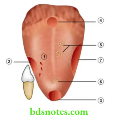 Oral Cavity, Odontomes, Lip And Palate Ulcers of the tongue