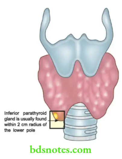 Parathyroid, Adrenals And Pheochromocytoma Pituitary Glands Notes - BDS ...