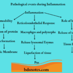 Pathological events during Inflammation
