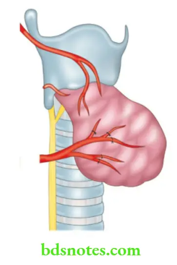 The Thyroid Gland Course Of Recurrent Laryngenal Nerve
