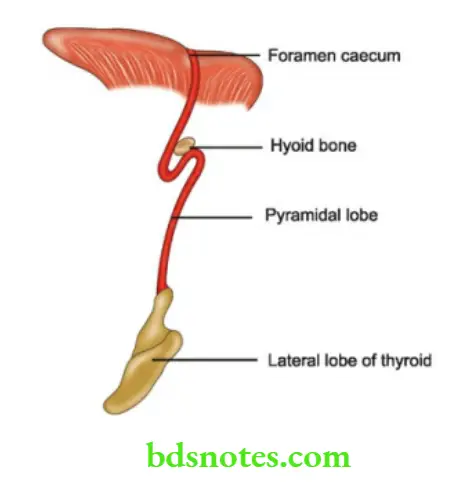 The Thyroid Gland Development