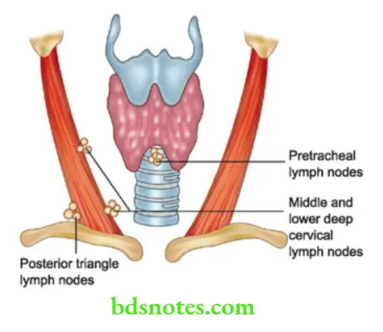 The Thyroid Gland Lymphatic Drainage