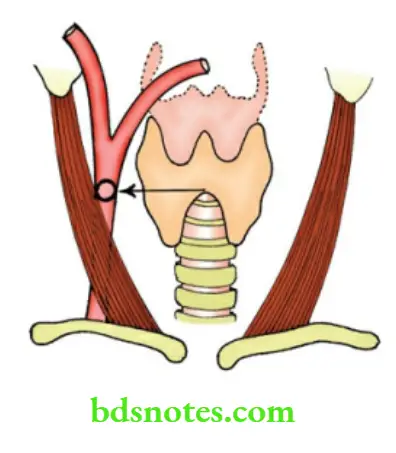 The Thyroid Gland Palpation of Common Carotid Artery