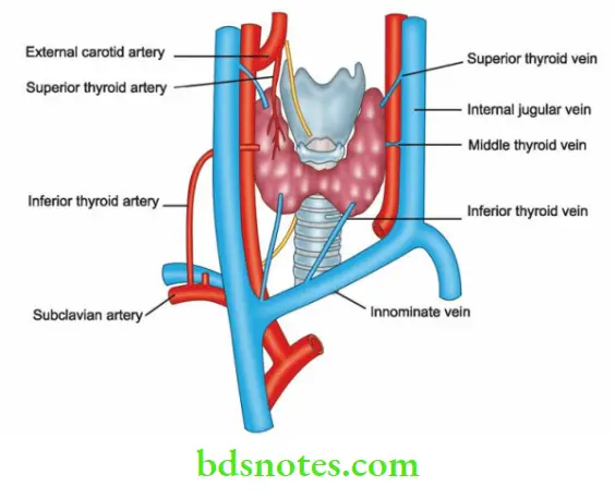 The Thyroid Gland Surgical Anatomy Of The Gland