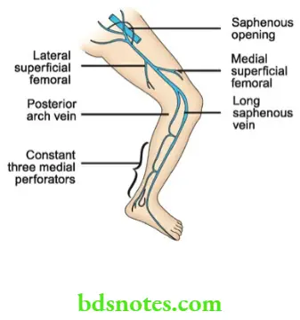 Varicose Veins And Deep Vein Thrombosis Long saphenous vein and its tributaries