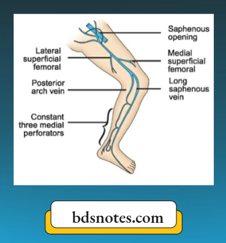 Varicose Veins Long Saphenous Vein Tributaries
